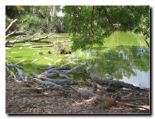 07 Suesswasser Krokodile